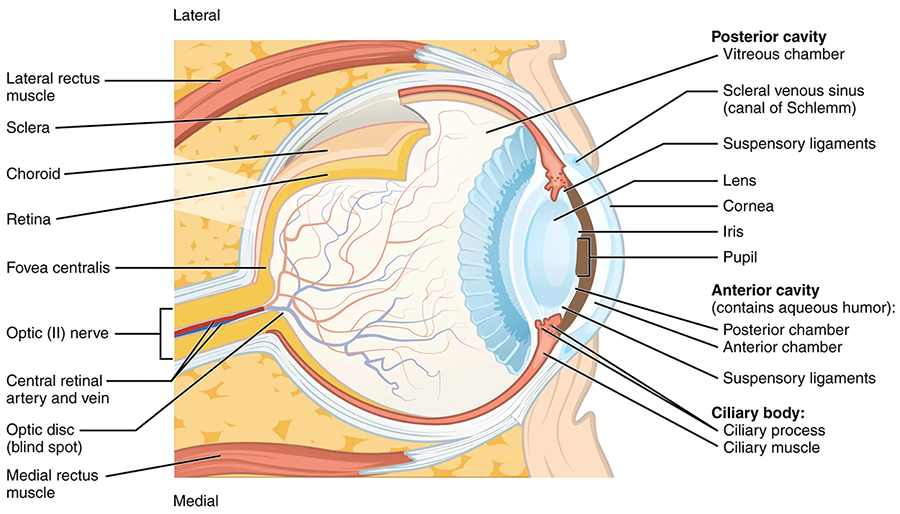 Eye Anatomy Tutorial | Sophia Learning