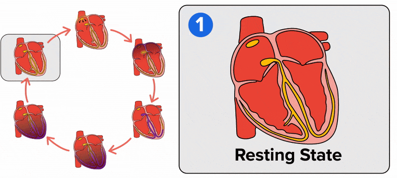 A split screen is shown where the left side has six anatomical hearts in a cut-away view, arranged in a circular pattern with a red arrow pointing from one heart to the next to depict a cycle. If comparing the hearts to numbers on an analog clock, the hearts are at 12 o’clock, 2 o’clock, 4 o’clock, 6 o’clock, 8 o'clock, and 10 o'clock. The heart at 10 o'clock has a thin black square around it to represent it being selected for a zoomed-in view on the right side of the screen. The right size of the screen has a single larger anatomical heart in a cut-away view. For all hearts, the atria as the upper chambers of the heart and ventricles as the lower chambers of the heart are visible. The SA node is visible as a small yellow oval at the top part of the heart. The AV node is visible as a small yellow oval in the center of the heart, with bundle branches, also in yellow, proceeding from it and extending into the right and left ventricles. The larger heart on the right side of the screen has the number 1 in white text in a blue circle in the upper left corner, and below the heart in black text reads ‘Resting State’. The thin black square moves to the smaller heart on the left that is at 12 o’clock. The larger heart on the right now has the number 2 in white text in a blue circle in the upper left corner, and below the heart in black text reads ‘SA Node Impulse’. The SA node in the larger heart on the right lights up and pulses as if sending an electrical signal, and three black arrows emerge out in a downward direction from the SA node. The thin black square moves to the smaller heart on the left that is at 2 o’clock. The larger heart on the right has the number 3 in white text in a blue circle in the upper left corner, and below the heart in black text reads ‘AV Node Delay’. The three black arrows that have come from the SA node reach the AV node. The arrows fade out and there is a pause before the AV node lights up and pulses as if sending an electrical signal, and then the atria darken with a purple shade to represent contracting and filling with blood. The thin black square moves to the smaller heart on the left that is at 4 o’clock. The larger heart on the right has the number 4 in white text in a blue circle in the upper left corner, and below the heart in black text reads ‘Impulse Travels to Purkinje Fibers’. The AV node lights up and pulses, then turns purple as the signal travels into the left and right bundle branches, depicted by them turning from yellow to purple as the signal passes through. The thin black square moves to the smaller heart on the left that is at 6 o’clock. The larger heart on the right has the number 5 in white text in a blue circle in the upper left corner, and below the heart in black text reads ‘Impulse Reaches Ventricles’. The ventricles darken with a purple shade to represent filling with blood. The thin black square moves to the smaller heart on the left that is at 8 o’clock. The larger heart on the right has the number 6 in white text in a blue circle in the upper left corner, and below the heart in black text reads ‘Ventricular Contraction Begins’. The ventricles pulse with color from purple to pink as if pumping blood to simulate ventricular contraction.