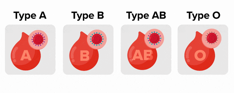 Four labeled red blood droplets are shown in a row across the screen, each with a round shape superimposed over part of the top part of the droplet containing a red blood cell with specific antigens protruding around the border of the red blood cell. The first droplet has the letter A superimposed on it, and the red blood cell has antigens that are purple. This droplet is labeled above as ‘Type A’. The second droplet has the letter B superimposed on it, and the red blood cell has antigens that are blue. This droplet is labeled above as ‘Type B’. The third droplet has the letters AB superimposed on it and the red blood cell has both purple and blue antigens. This droplet is labeled above as ‘Type AB’. The 4th droplet has the letter O superimposed on it and it has black antigens. This droplet is labeled above as ‘Type O’. Everything on screen fades out, and two identical droplets labeled as Type A appear side by side in the center of the screen. They move toward each other and smoothly merge to form one droplet. A white check mark appears inside a small green circle at the lower right corner of the droplets merging. Above this appears the text ‘Type A + Type A = Compatible’. This fades out and a type A droplet appears side by side to a type B droplet, both in the center of the screen. Both the type A and the type B droplet have a round shape superimposed over part of the top part of the droplet containing a red blood cell with specific antigens protruding around the border of the red blood cell. The antigens of the type A droplet are purple, and the antigens of the type B droplet are blue. The type A droplet merges with the type B droplet and teal Y-shaped antibodies appear, binding to antigens as red blood cells clump together significantly. A red ‘X’ appears in the bottom right corner of the frame of the droplets. Text appears at the top of the screen that reads ‘Type A + Type B = Hemagglutination’. This text and all images fade out, and text appears at the top of the screen that reads ‘Type O = Universal Donor’. Three droplets in a row are shown under this text; one labeled type A, one labeled type B, and one labeled type AB. A droplet labeled type O is shown below the three droplets in its own row. The type O droplet smoothly merges with the type A droplet, type B droplet, and type AB droplet successively with a black arrow pointing toward each respective merge, as a white checkmark in a green circle appears with each merge. This text and all images fade out, and text appears at the top of the screen that reads ‘Type AB = Universal Recipient’. Three droplets in a row are shown under this text; one labeled type A, one labeled type B, and one labeled type O. A droplet labeled type AB is shown below the three droplets in its own row. The type AB droplet smoothly merges with the type A droplet, type B droplet, and type O droplet successively with a black arrow pointing toward each respective merge, as a white checkmark in a green circle appears with each merge. This text and all images fade out, and a type O negative droplet is shown at the left center of the screen, labeled ‘Type O-’. A few green Y-shaped antibodies appear around the droplet as red blood cells also appear that clump together significantly. A white X in a red circle appears to the right left corner of the droplet. A type AB positive droplet is shown at the right center of the screen, labeled ‘Type AB+’. A few yellow Y-shaped antibodies appear around the droplet as red blood cells also appear that clump together significantly. A white X in a red circle appears to the right left corner of the droplet. At the top of the screen appears text that reads ‘Remember that other antigens also affect compatibility’.