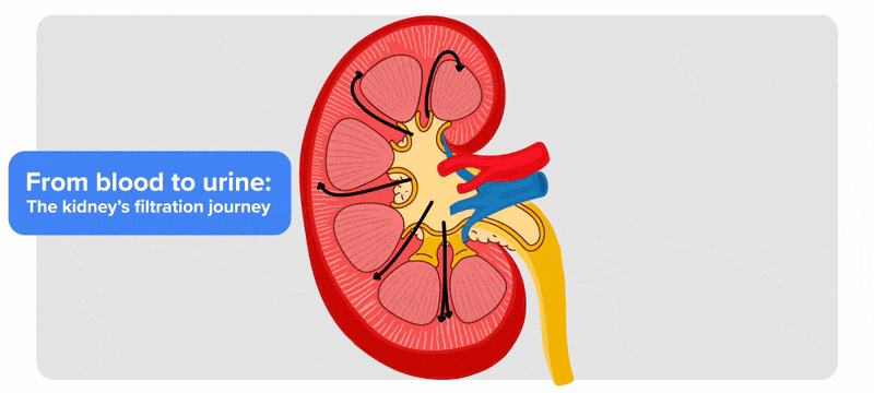 A cross-sectional kidney is shown with six seashell-shaped renal pyramids around the inner edge. The ureter extends downward. The renal vein and artery branch into the kidney. Black arrows flow into the renal artery and toward the pyramids. Text: 'Blood enters glomerulus'.