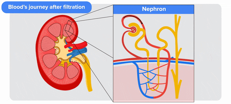 A zoomed-in view of glomerular capillaries inside Bowman’s capsule is shown. Pink loops represent capillaries; the capsule surrounds them. Black arrows flow through the loops, showing blood passage. Small gray circles float around, representing filtration. Arrows exit via the efferent arteriole. Text: 'Filtered blood exits glomerulus'. View zooms out to show the efferent arteriole branching into peritubular capillaries. The proximal tubule and capsule are visible. Arrows flow into the capillaries, surrounded by green and gray circles representing reabsorbed molecules. Text: 'Reabsorption into peritubular capillaries'. View zooms into the Loop of Henle, a U-shaped tubule surrounded by capillaries. Arrows move downward through the loop and capillaries, with blue shapes representing water and solute exchange. Text: 'Exchange of water and solutes near loop of Henle'. Arrows move upward out of the loop. View zooms out to a cross-section of the kidney with renal pyramids, ureter, renal vein, and artery. A zoomed-in nephron view appears labeled 'Nephron'. Arrows converge from renal pyramids and exit via the renal vein. Text: 'Clean blood returns to circulation'. A fast animation recaps the path from glomerulus to renal vein. Text: 'Blood’s journey after filtration'.