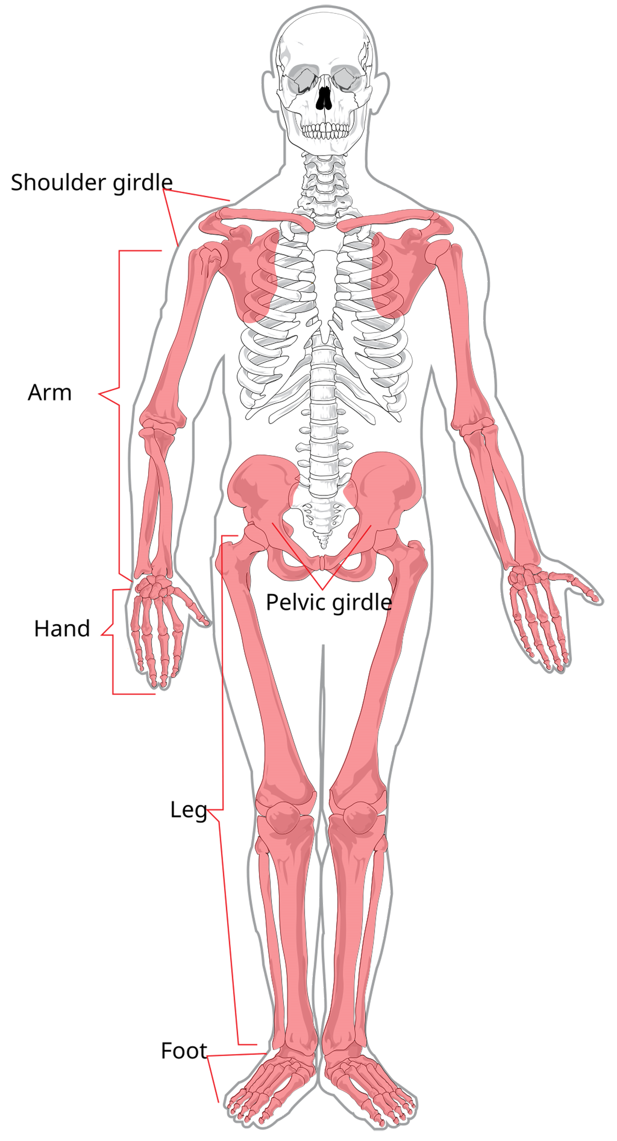Diagram of the human appendicular skeleton, highlighting in red the shoulder girdle, arms, hands, pelvic girdle, legs, and feet. The title at the top reads 'Appendicular skeleton,' and a label at the bottom reads 'Human appendicular skeleton.