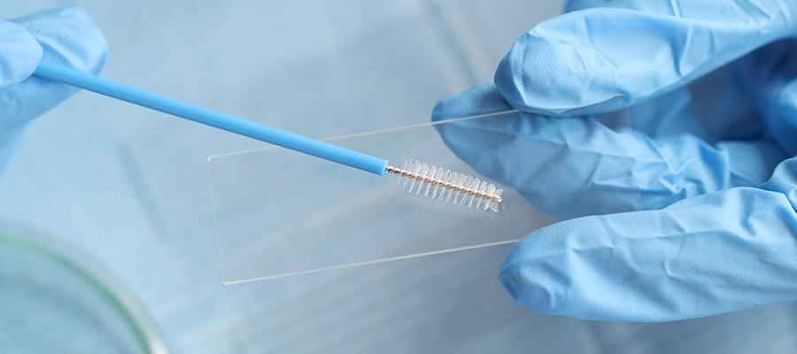 A thin cylindrical structure with a small brush at the tip.