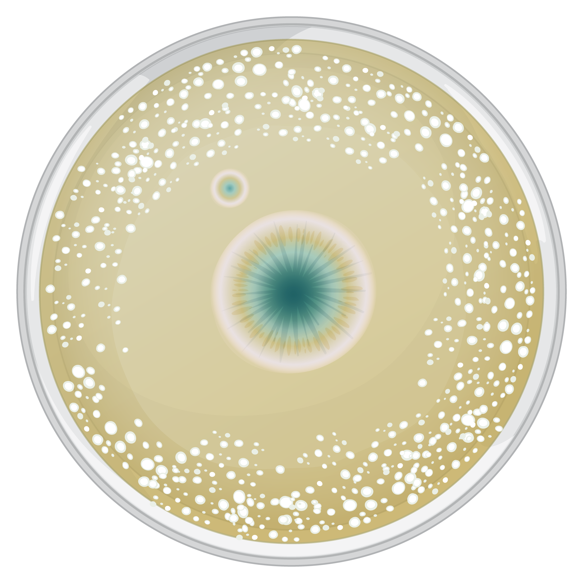 A petri dish showing a central colony of Penicillium mold with a clear zone around it where bacterial growth is inhibited.