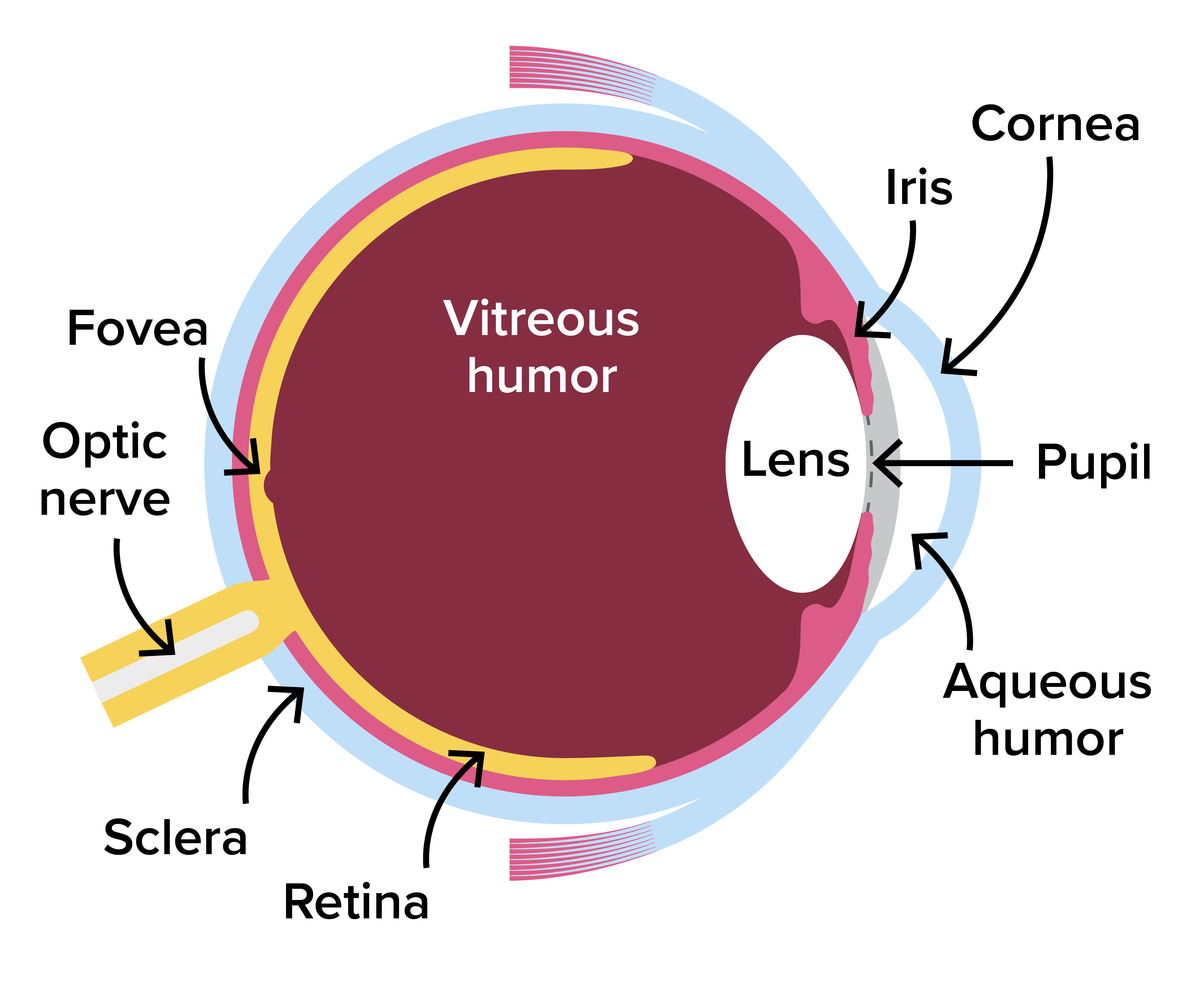 Optical Instruments Tutorial | Sophia Learning