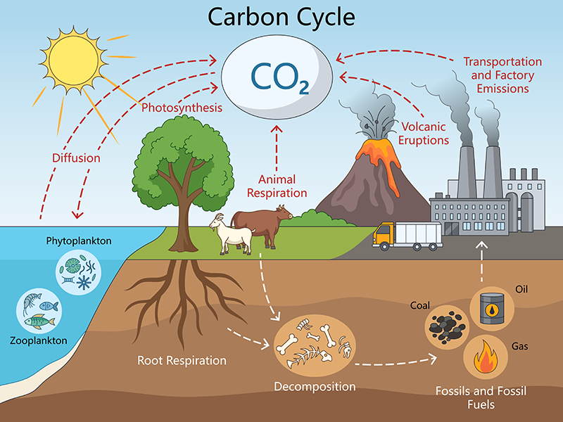 Photosynthesis and the Carbon Cycle Tutorial | Sophia Learning