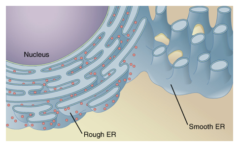 File:7220-Endoplasmic_Reticulum.png
