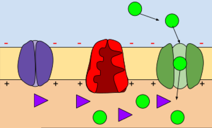 Depolarization