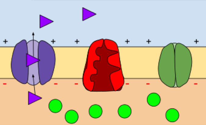 Repolarization