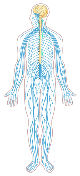 Central Nervous System