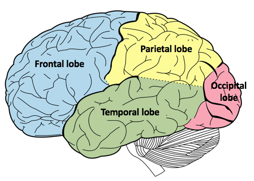 Lobes of the Cerebrum
