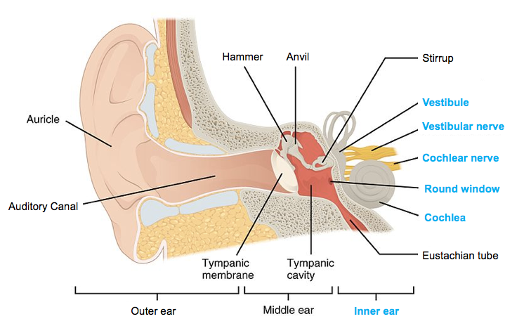 Inner Ear