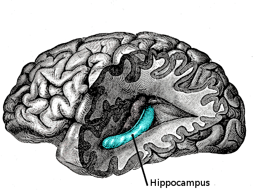 File:7442-hippocampus.png