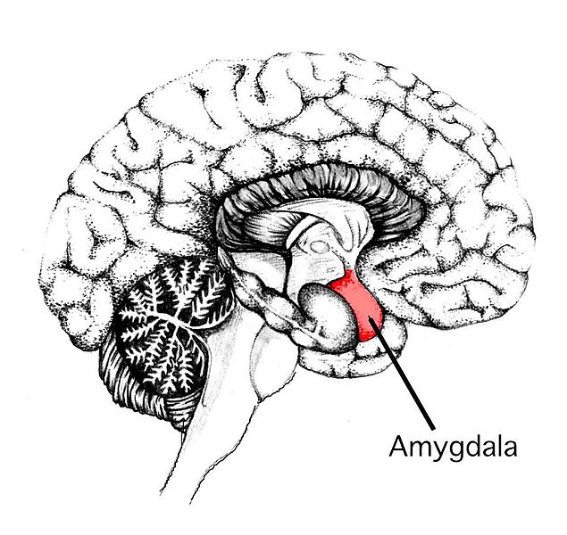 File:7445-Amygdala.jpg