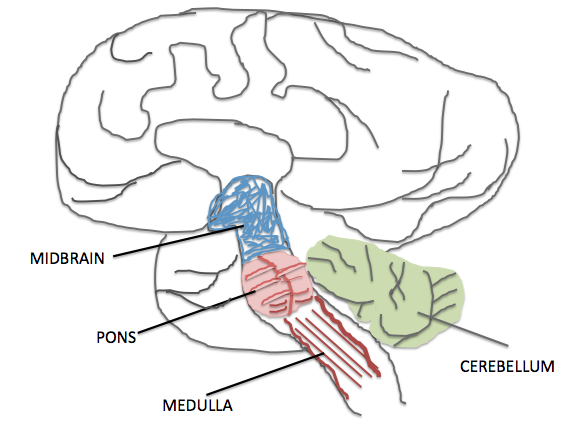 File:7477-brain_overview.png