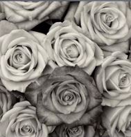 Roses Contrast