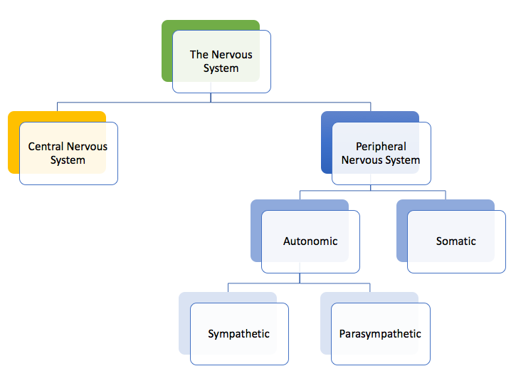 Nervous System Divisions