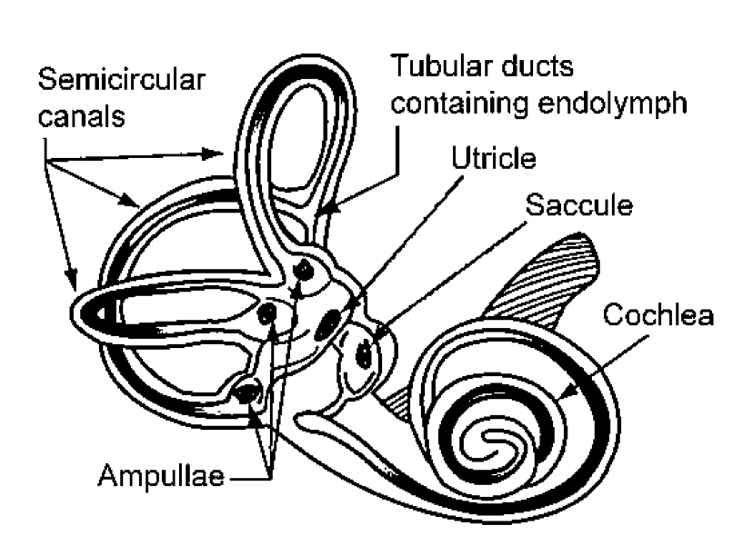 Vestibular Apparatus