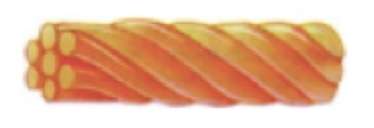 Intermediate Filaments