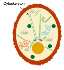 Cytoskeleton