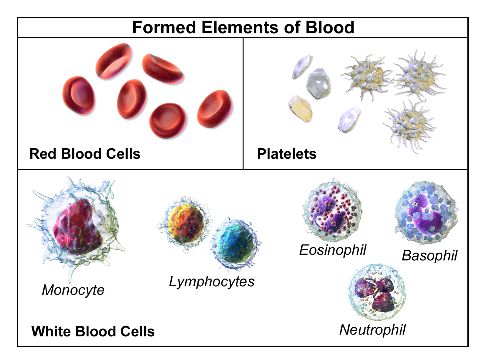 Blood Components
